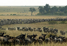 12 Day Kenya - Tanzania Tour