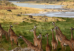 Arusha National Park Tour