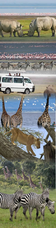 safari holiday in Lake Manyara, Ngorongoro & serengeti national park