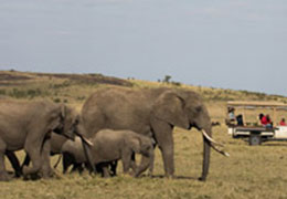 Luxury Safari Honeymoon 