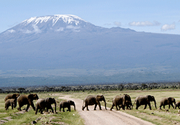 Amboseli Safari Tour