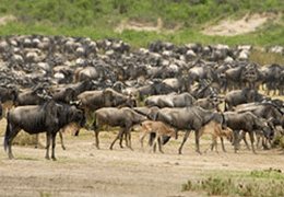 South Serengeti  Migration Tour