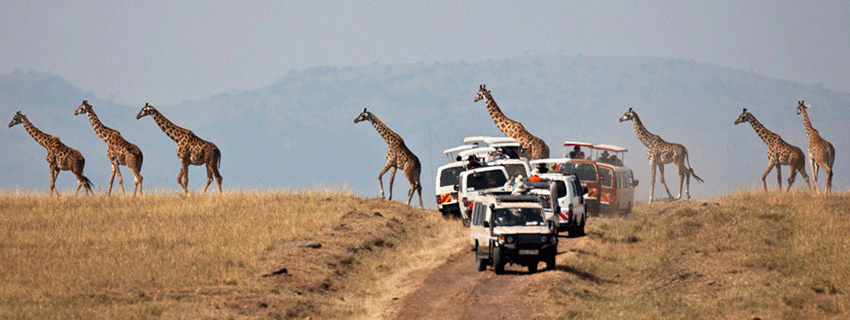  combined beach and safari honeymoon