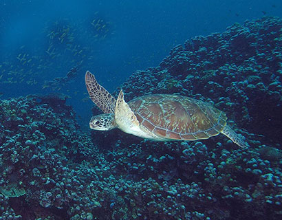 beach and marine life photography