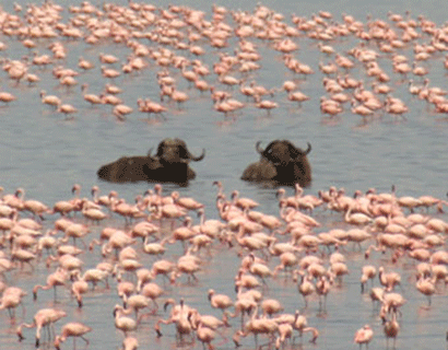 birds watching safari tours