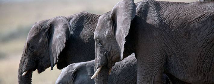 Photography on safari in Africa