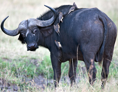 Photography on the big five in Africa