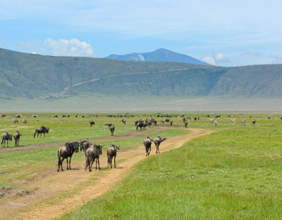 Image result for ngorongoro crater tanzania