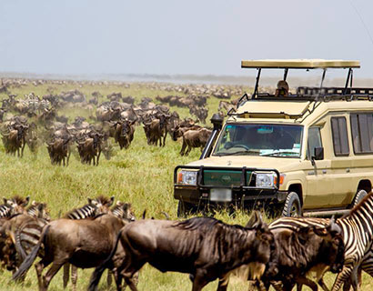 wildebeest migration in Serengeti