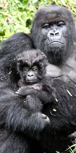 gorilla trekking Africa