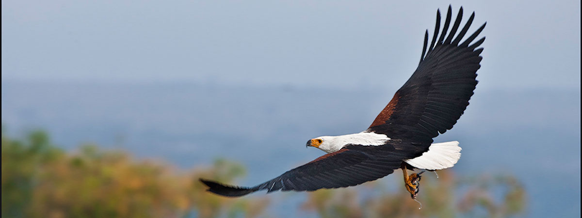 Bird watching tour in Africa