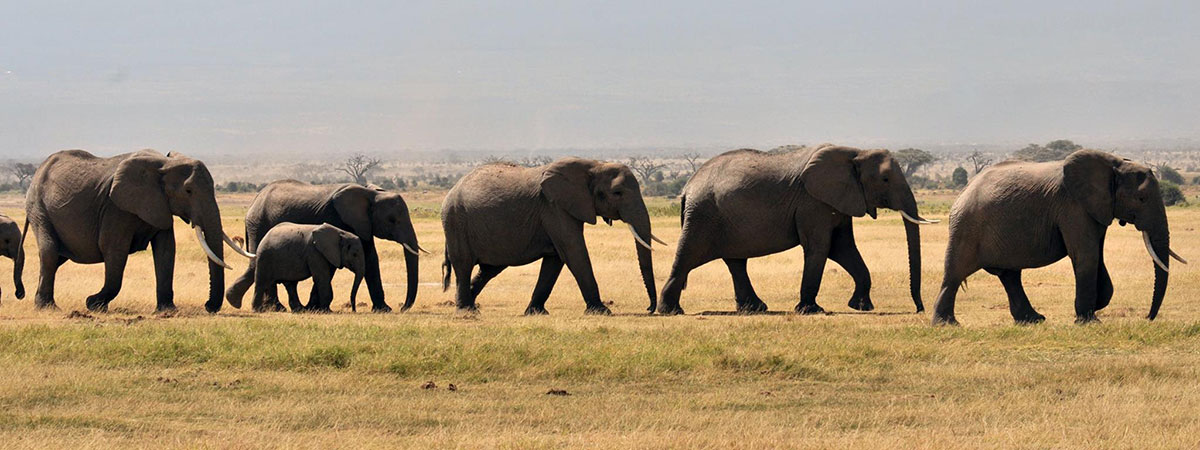 Wildlife watching safari tour