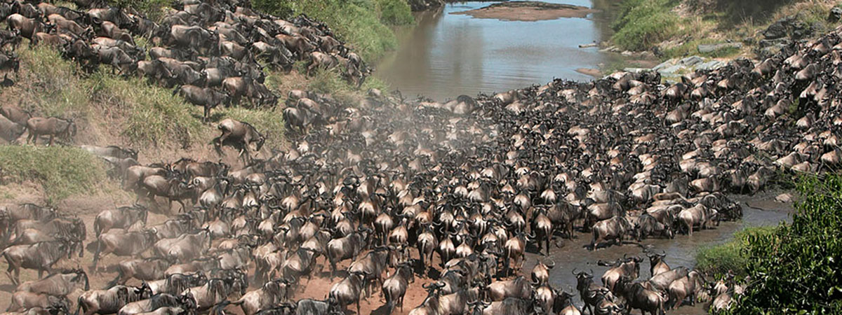  The Great Migration in Africa