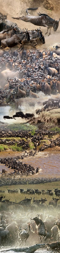 The great migration tour in Serengeti, Tanzania