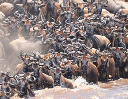 Wildebeest migration tour